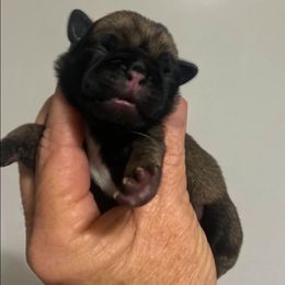 Boy 2 - Fawn male Pug puppy in Olin, North Carolina from Piggy Pugs