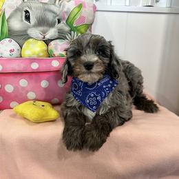 Boy 4 - male Cavapoo puppy in Shipshewana, Indiana from Shelli's Puppies