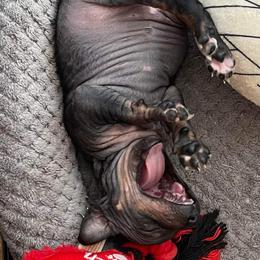 American Hairless Terrier Puppies from Bare Valley