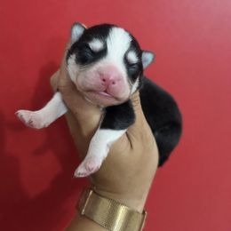 Girl 1 - Black and white female Pomsky puppy in Mc Callsburg, Iowa from SZ Rolling Acres LLC