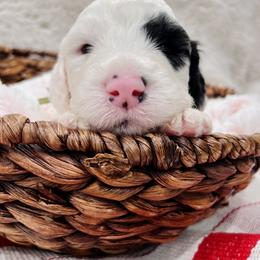Sheepadoodle Puppies from Maplesierradoodles