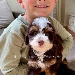 Bernedoodle and Goldendoodle Puppies from Teddy Puppies