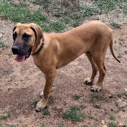 Kobe - Fawn male Great Dane puppy in Cunningham, Kansas from Garden Grove Great Danes