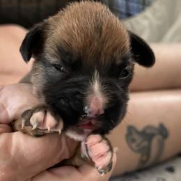 Girl 2 - Fawn female Boxer puppy in Franklin, Georgia from Lakeside Kennels of Franklin