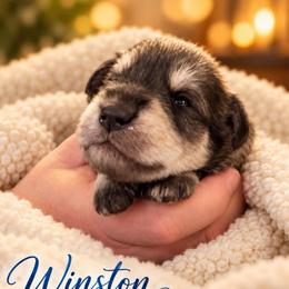 Winston - Salt and pepper male Miniature Schnauzer puppy in Hull, Georgia from Ardent Miniature Schnauzers of Athens