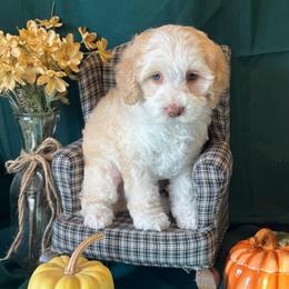 Acorn - orange collar - Caramel male Australian Labradoodle puppy in Caldwell, Idaho from Leila Pearson
