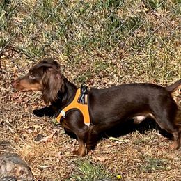 Dachshund Puppies from GretaLo Dachshunds