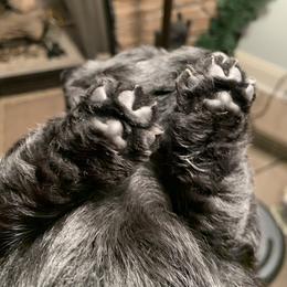 Scottish Terrier Puppies from Gina Smith