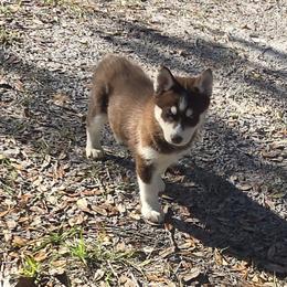 Puppy 3 - Red and white male Siberian Husky puppy in Lakeland, Florida from Husky Breeder of Central Florida