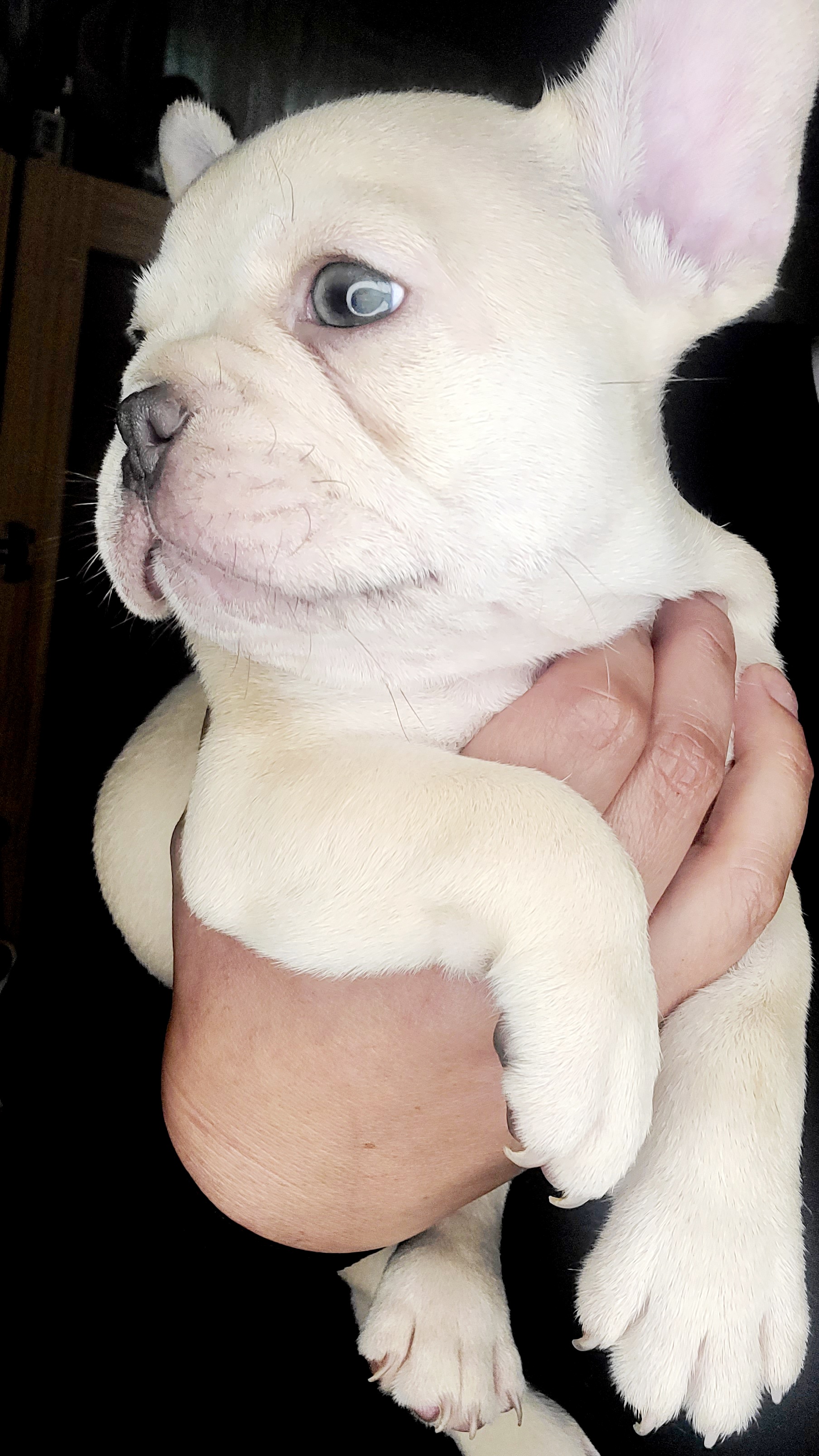 French Bulldog Puppies from Culichitown Frenchies