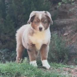 Boy 3 - Red merle male Miniature Australian Shepherd puppy in Amarillo, Texas from Duclops Ranch Aussies