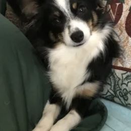 Miniature Australian Shepherds from Aussie Pals