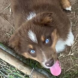 Male red tri 1 - Red Miniature Australian Shepherd puppy in Wayne, Oklahoma from Zink Ranch Mini Aussies