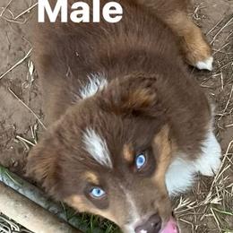 Male red tri 1 - Red Miniature Australian Shepherd puppy in Wayne, Oklahoma from Zink Ranch Mini Aussies