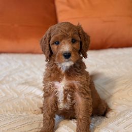 Rudolf - Red  male Goldendoodle puppy in Sallisaw, Oklahoma from Huddle Puppies