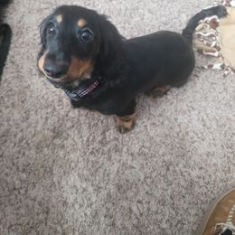 Dachshund Puppies from Aster Creek Kennel