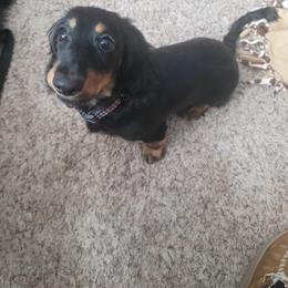 Dachshund Puppies from Aster Creek Kennel