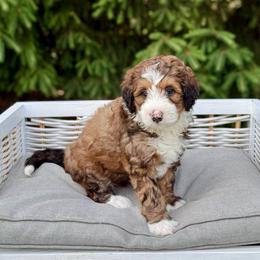 Tanner - Sable male Bernedoodle puppy in Bremen, Indiana from Farmland Doodles