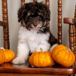 Cinderella - Brown female Schnoodle puppy in Grove, Oklahoma from Grand Lake Poodles & Doodles