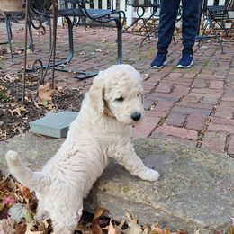 Goldendoodle Puppies from Pearl's Puppies LLC
