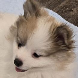 Charlie - Orange parti male Pomeranian puppy in Bells, Texas from Lollipoppoms