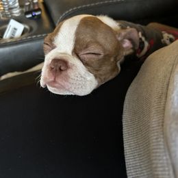 Alfa - Boston Terrier