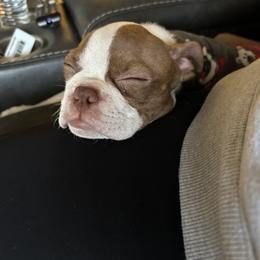 Alfa - Boston Terrier