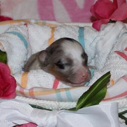 Puppy 4 - Blue merle female Australian Shepherd puppy in Mayer, Arizona from Ms Priss Aussies