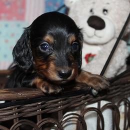 Girl 4 - Black and tan female Dachshund puppy in Craig, Colorado from Rocky Mountain Shih Tzus and Dry Creek Miniature Dachshunds