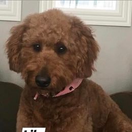 Lily - Goldendoodle