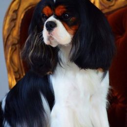 Cavalier King Charles Spaniel Puppies from Castlemar Cavaliers