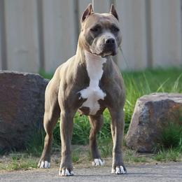 Molly - American Pit Bull Terrier