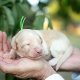 Honey - Gold female Bordoodle puppy in Conway, Missouri from 2J 2K Bordoodles