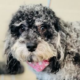 Clover - Aussiedoodle