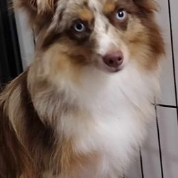 Miniature Australian Shepherds and Toy Australian Shepherds from Caprock Mini & Toy Aussies