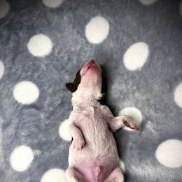 Aussiedoodle Puppies from WildRiver Pups