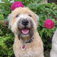 Whoodles from R&R Whoodles