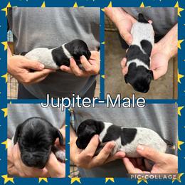Jupiter - Black roan male German Shorthaired Pointer puppy in Pierz, Minnesota from RFP Pointers German Shorthaired Pointers