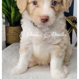 Aussiedoodle, Bernedoodle, and Goldendoodle Puppies from Johnson's Doodles