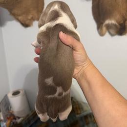 Tripp - Fawn (isabella) and tan male Dachshund puppy in Erie, Michigan from Champagne’s Grinch Toe’d Dachshunds
