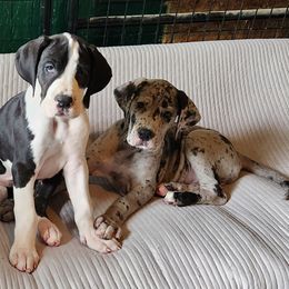 Mantle female 1 - Mantle female Great Dane puppy in Gig Harbor, Washington from Lakaya Danes