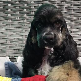 Boy 1 - Cocker Spaniel puppy in Peoria, Arizona from Stand Alone Cockers