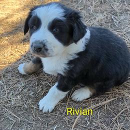 Rivian - Black tri-color female Australian Shepherd puppy in Parker, Colorado from Legacy Ranch Australian Shepherds