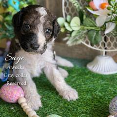 Sage-Gray collar - Merle male Saint Berdoodle puppy in Paw Paw, Michigan from ProAct Canines