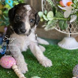 Sage-Gray collar - Merle male Saint Berdoodle puppy in Paw Paw, Michigan from ProAct Canines