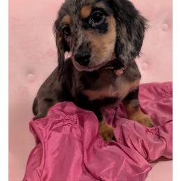 Dachshund Puppies from Goldie Girls Ranch Dachshunds
