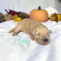Honey - Apricot female Goldendoodle puppy in Polk City, Florida from Golden Creek Doodles