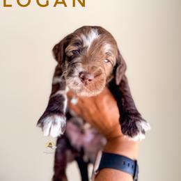 Logan - Merle male Goldendoodle puppy in Dallas County, Texas from Dream A Little Doodle