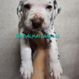Green - White and liver brown male Dalmatian puppy in Conrath, Wisconsin from JSF Dalmatians LLC