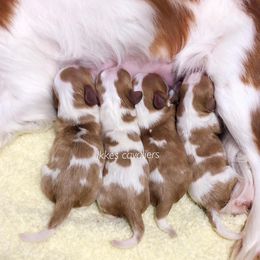Cavalier King Charles Spaniel Puppies from Ikkes Cavaliers